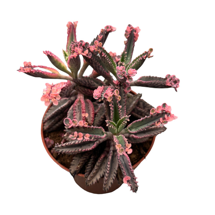 Kalanchoe 'Pink Butterfly' (Pink Mother of Thousand)