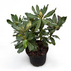 Ροδόδενδρο 'Nova Zembla' (κήπου)