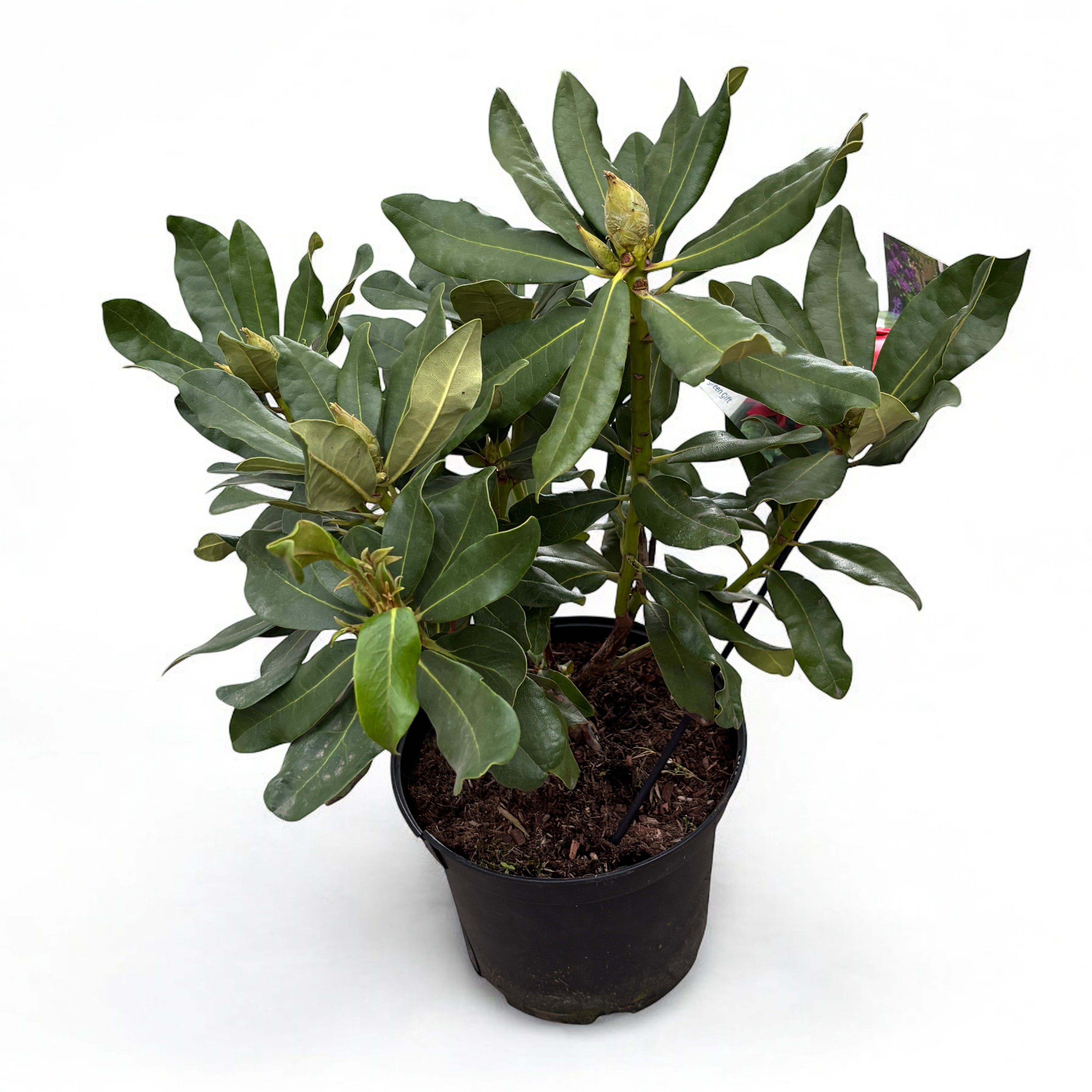 Rhododendron 'Nova Zembla' (zahradní)