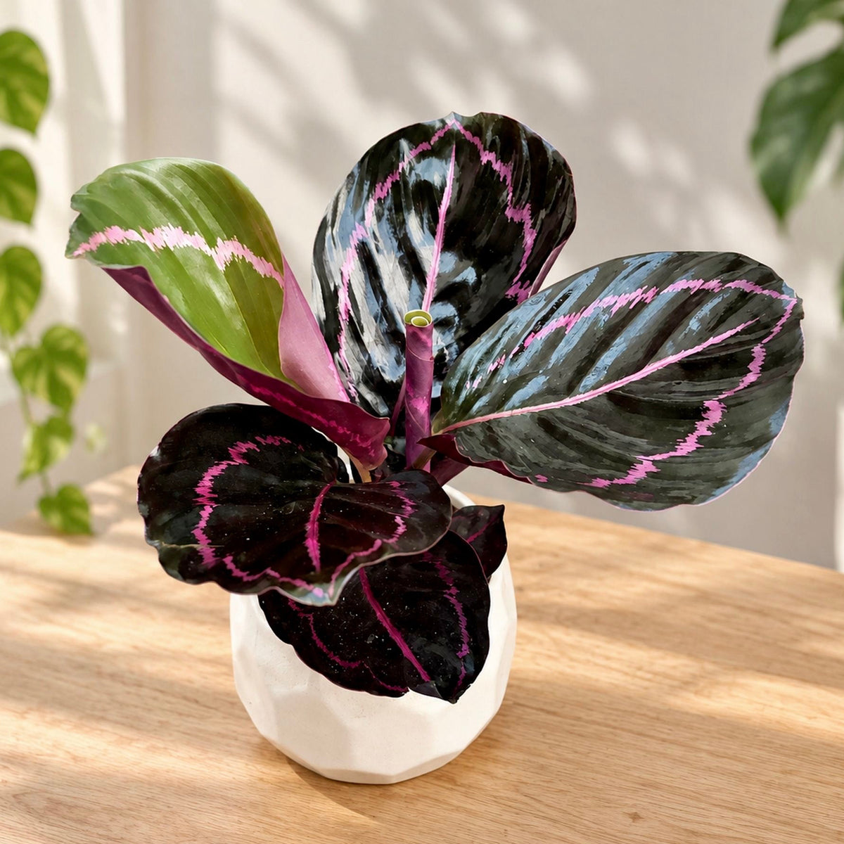 Calathea roseopicta 'Dottie'