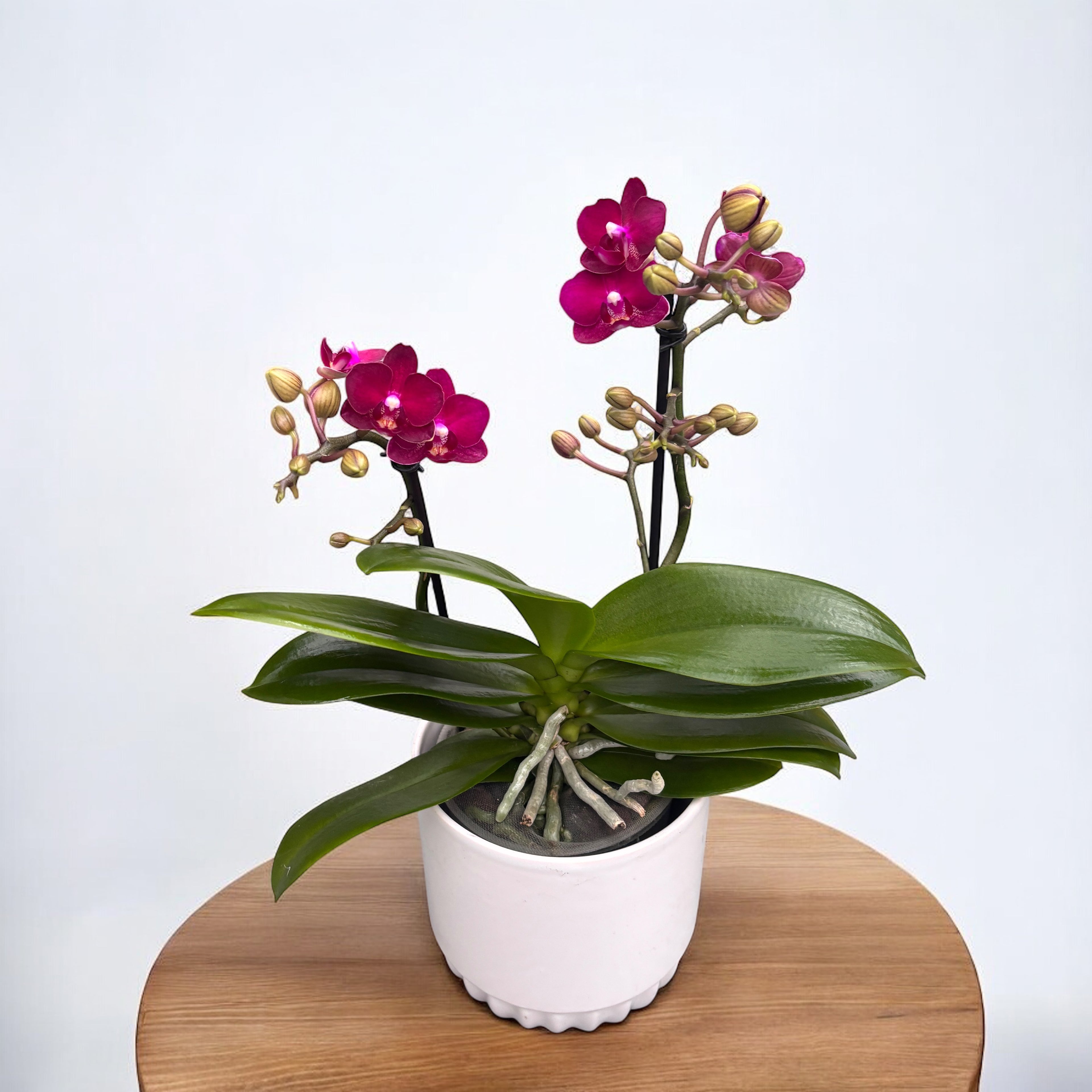Phalaenopsis Sogo Crimson