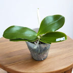 Phalaenopsis Princesse Kaiulani - fleurs parfumées