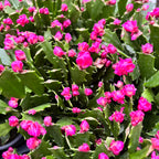 Schlumbergera 'Thor Wild Cactus Pink' 6pp