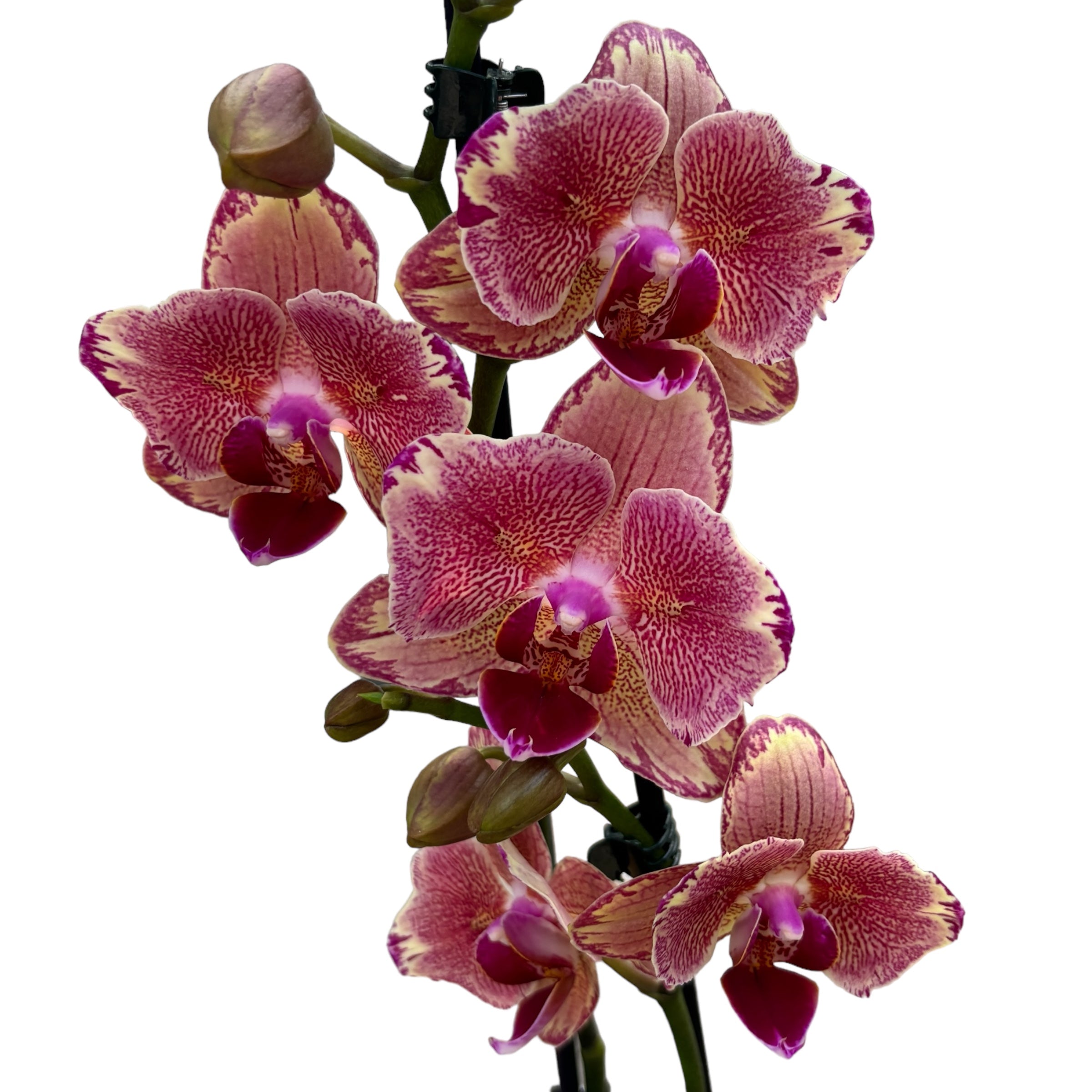 Phalaenopsis Pirate Picotee peloric - butterfly