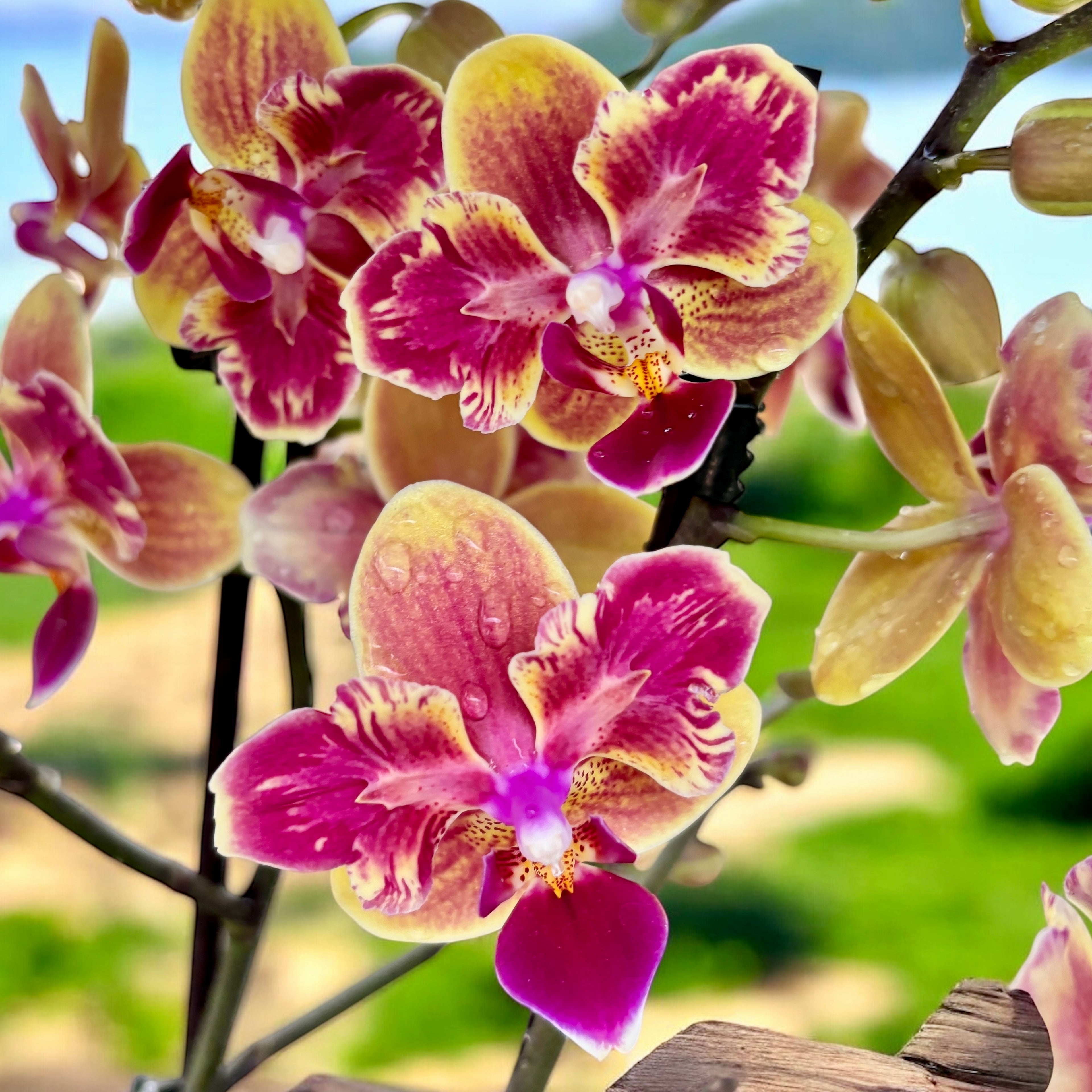 Phalaenopsis Sogo Yellowtris (peloric) - parfumat