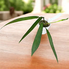 Anthurium vittarifolium