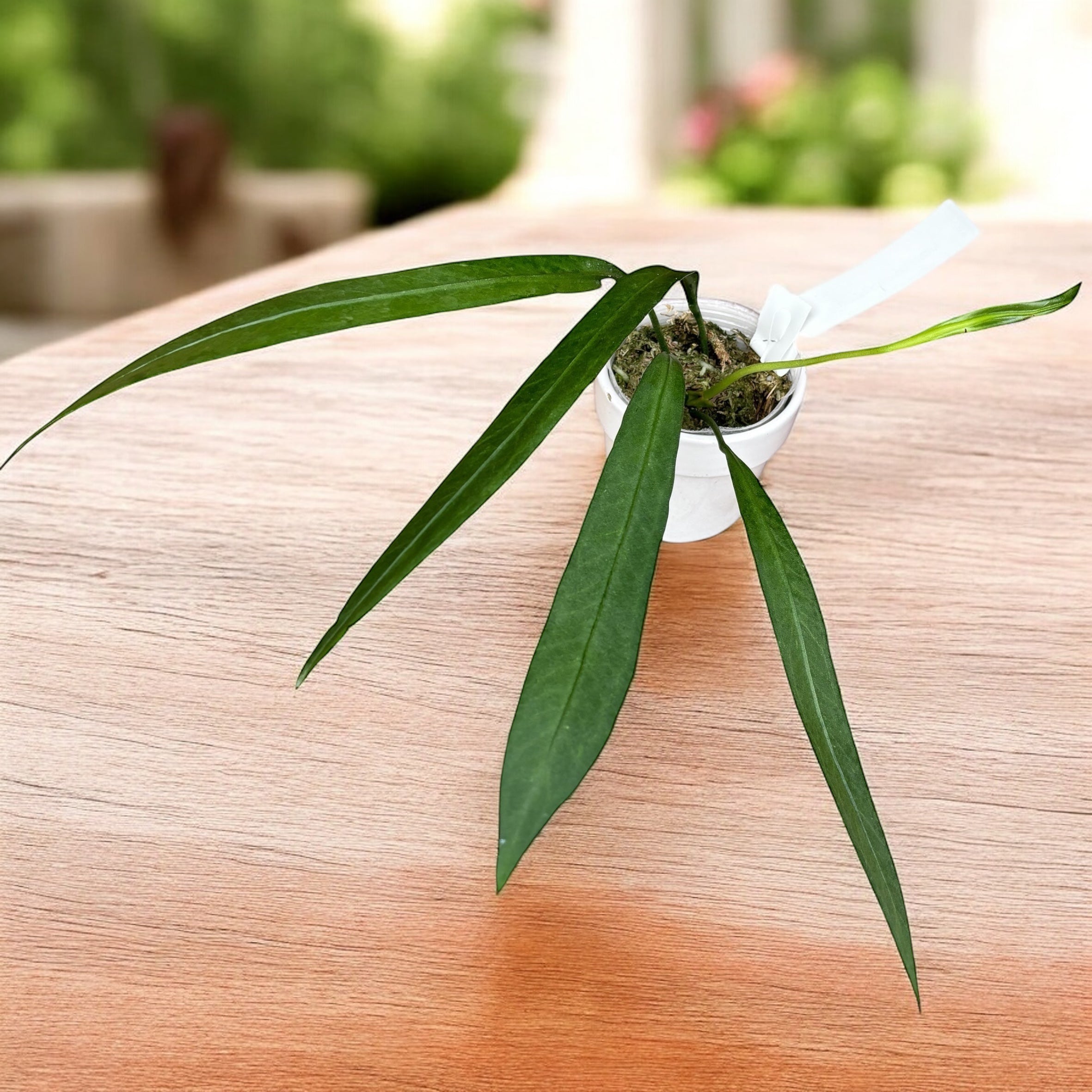 Anthurium vittarifolium