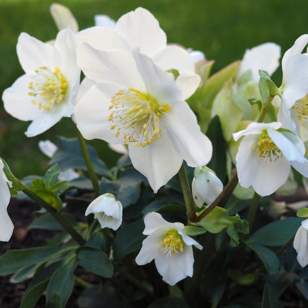 Helleborus niger 'Advent Star' (Trandafirul Craciunului, Spanz)