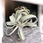 Tillandsia Curly Slim XL