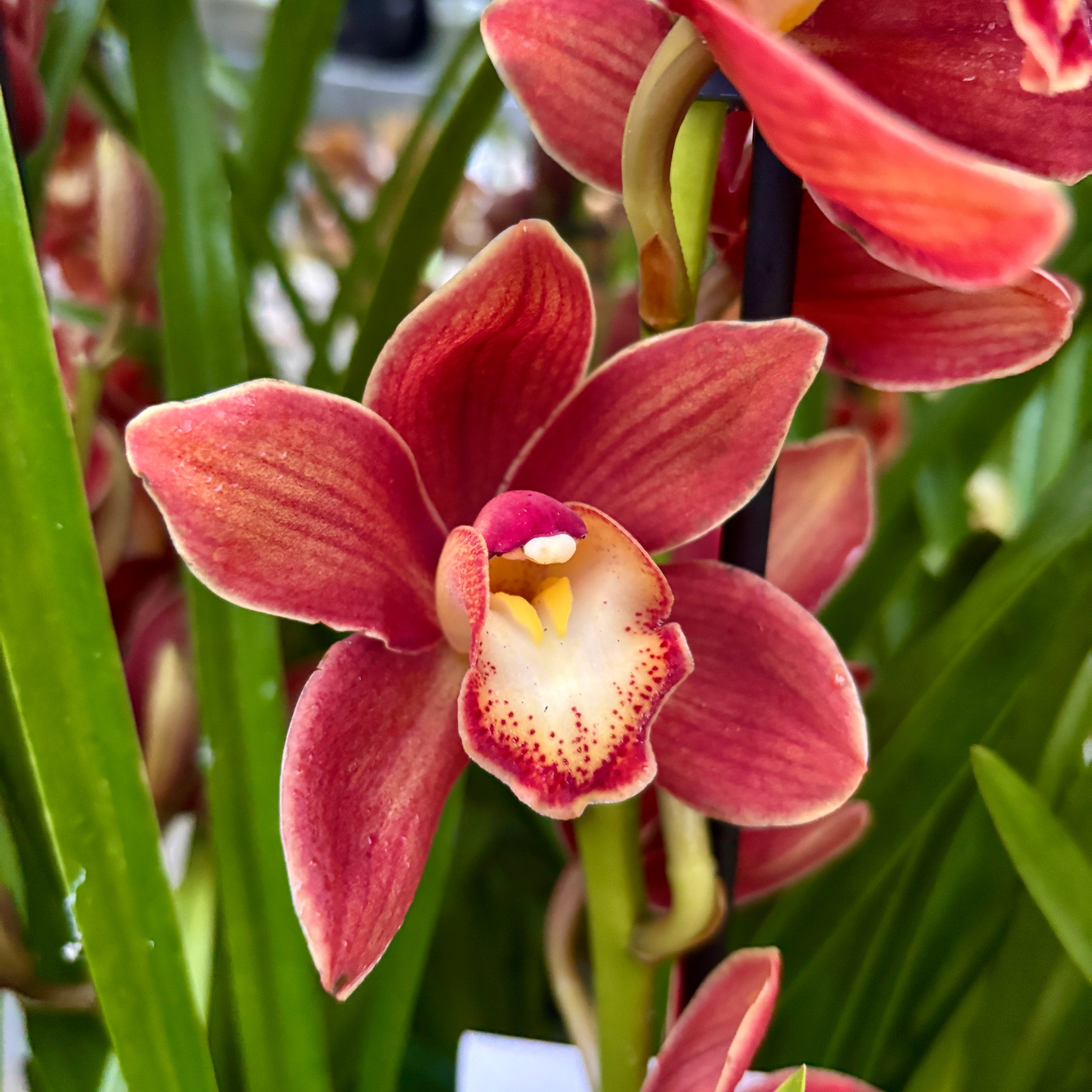 Cymbidium Campfire