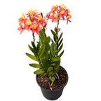 Epidendrum radicans ‘Sunset Passion’ - ejemplares XL