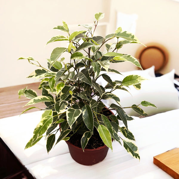 Ficus benjamina 'Kinky' Busch (3 Stämme)