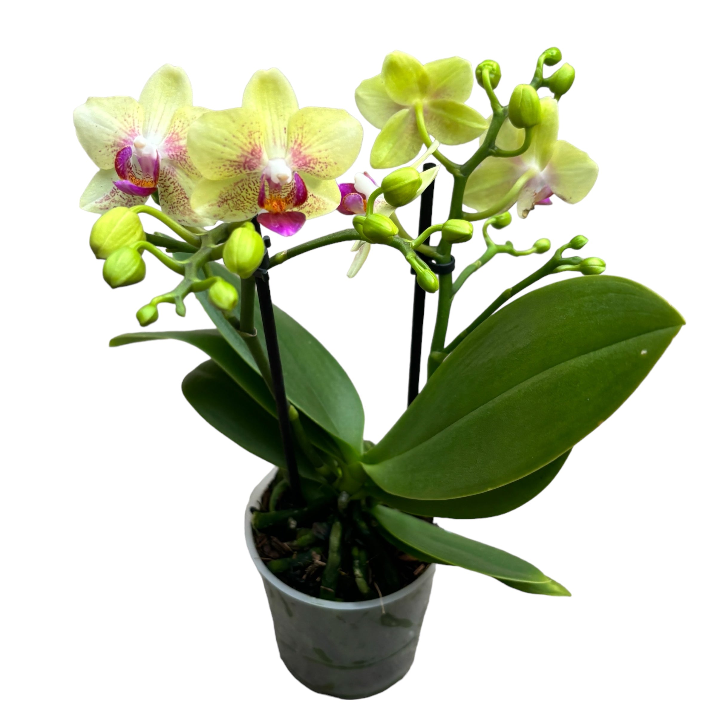 Phalaenopsis Bahamas