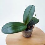 Phalaenopsis Sogo Diamond 'HLW' (pelórica)