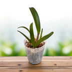 Bct. Sun Mei Gold 'Elsie May' HCC/AOS - tuoksuvat kukat