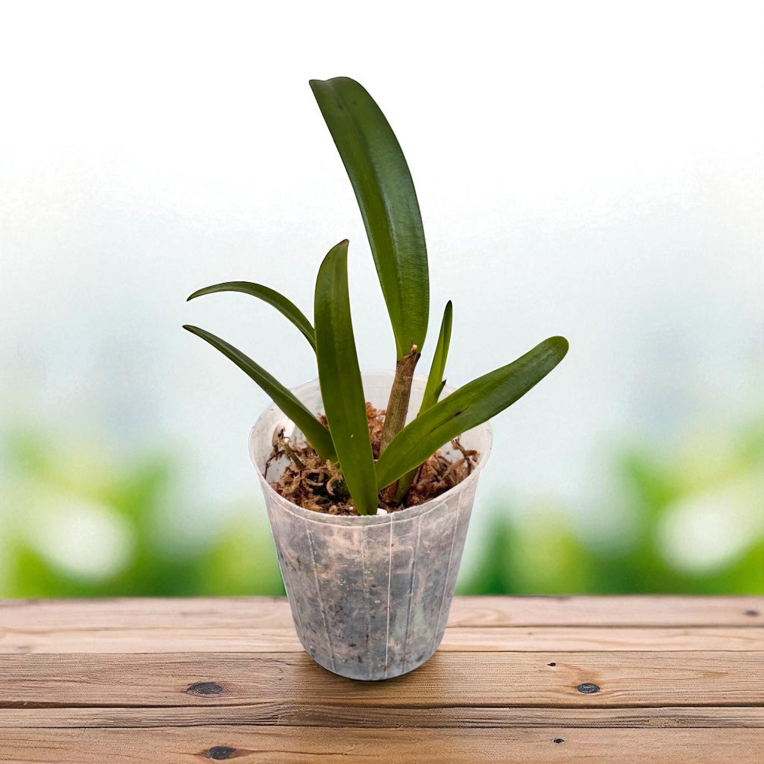 Bct. Sun Mei Gold 'Elsie May' HCC/AOS - flori parfumate