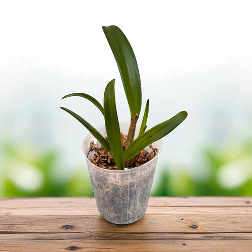 Bct. Sun Mei Gold 'Elsie May' HCC/AOS - flori parfumate