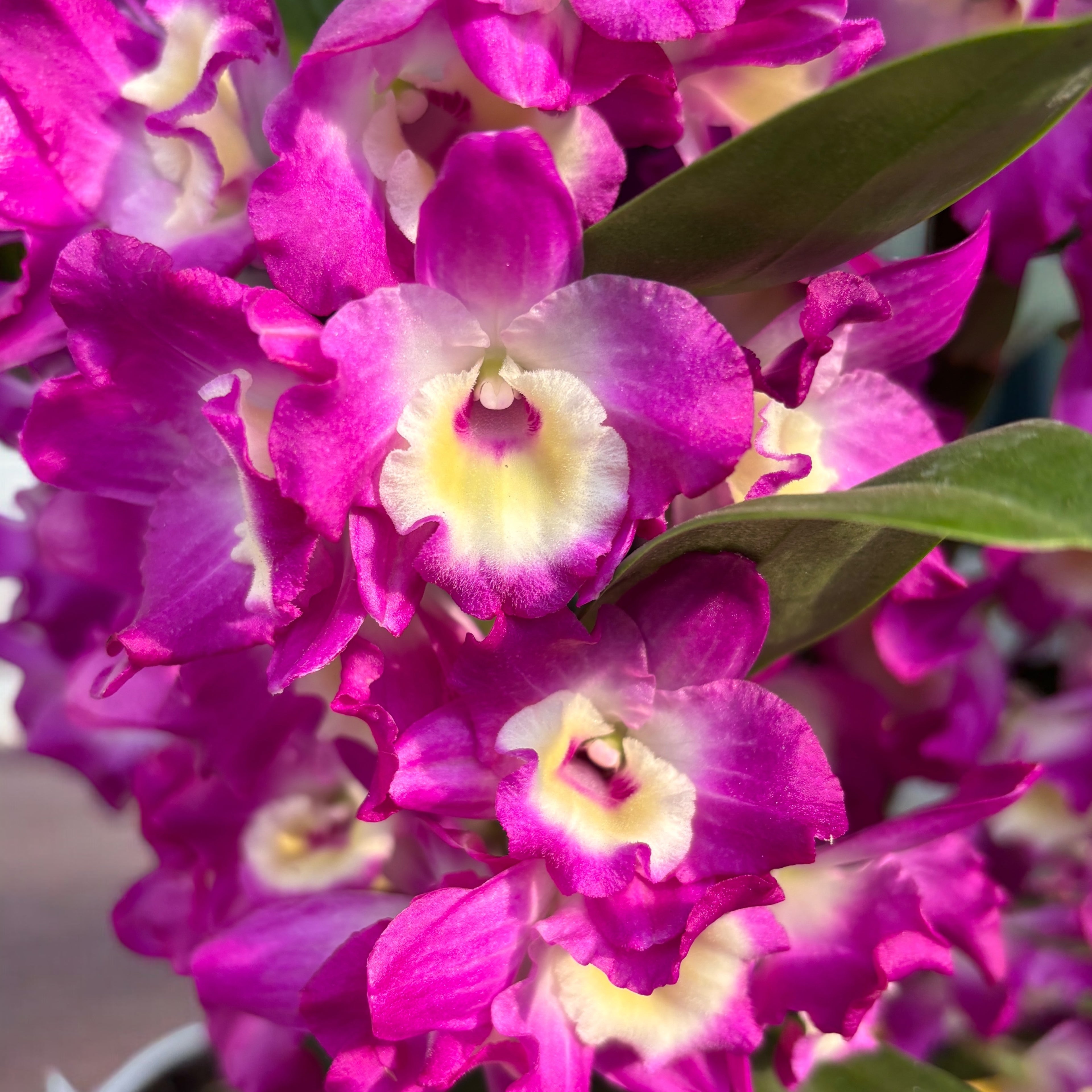 Dendrobium Wonderful Romance (Purple Rain) - parfumat