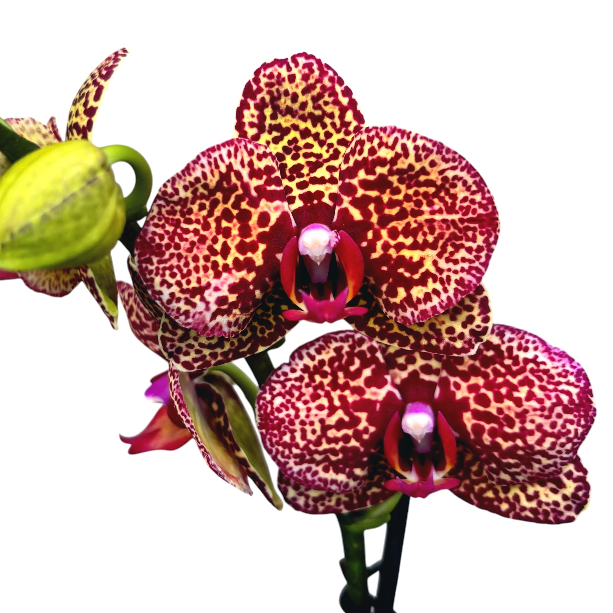 Phalaenopsis I-Hsin Yellow Leopard