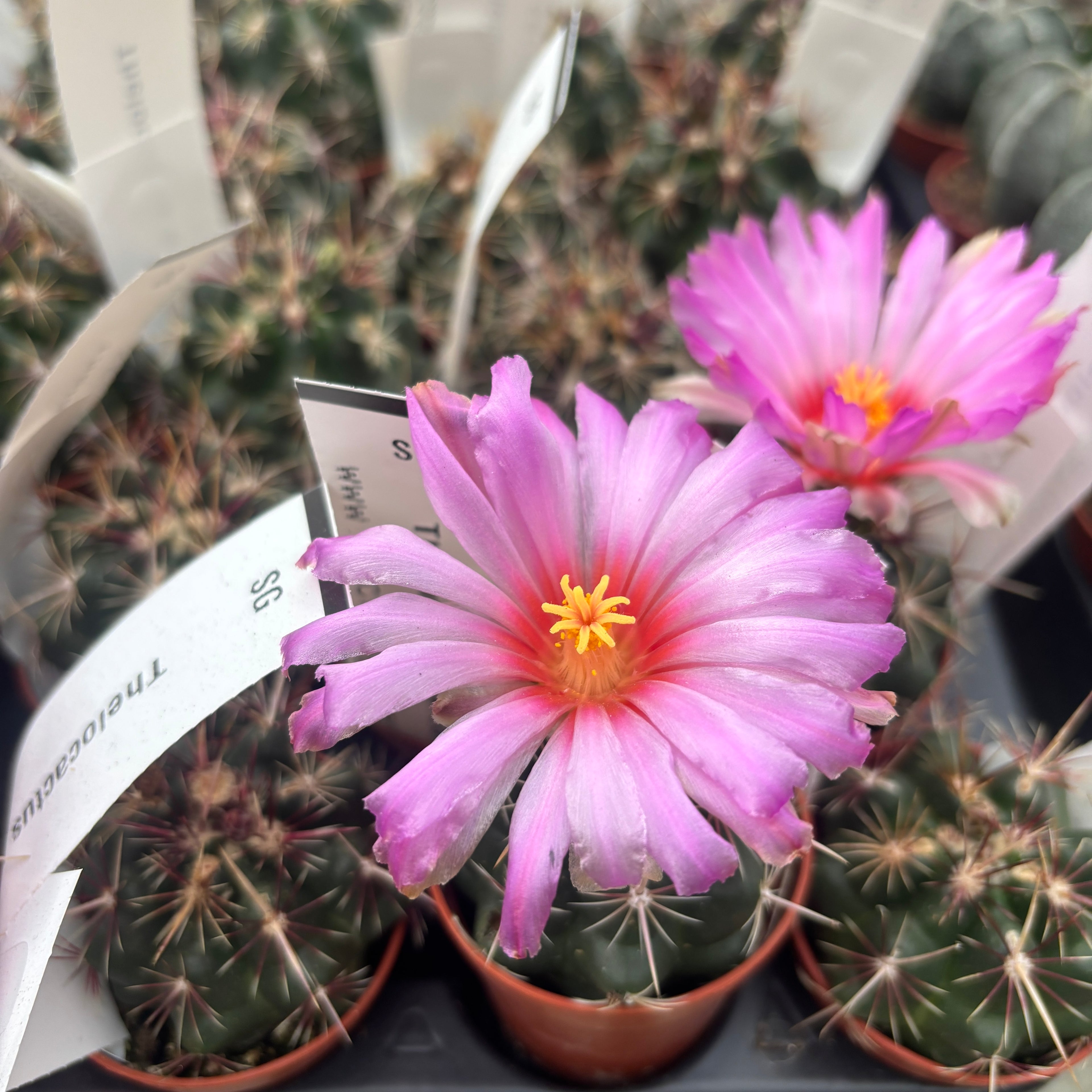 Thelocactus bicolor