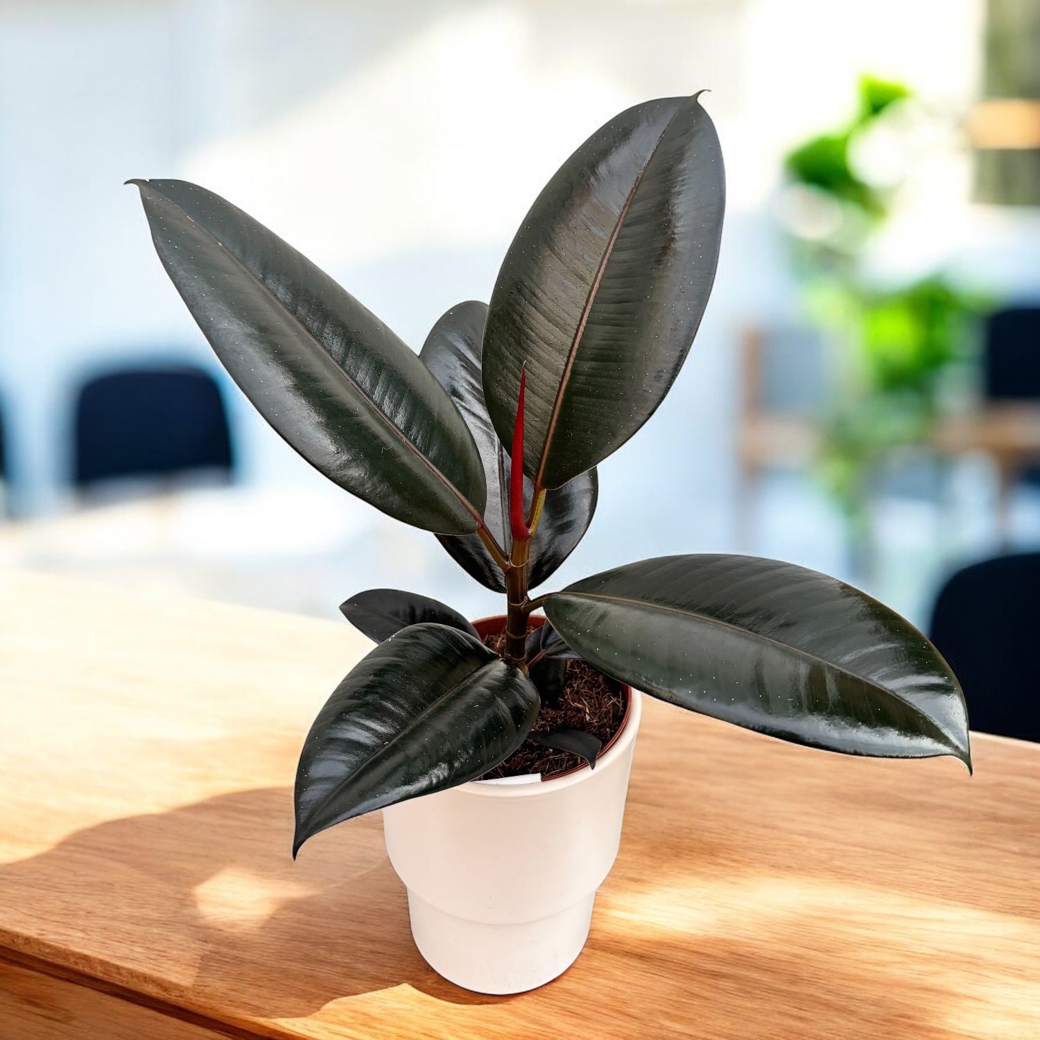 Ficus elastica ‘Abidjan’ – frunzis bordo lucios
