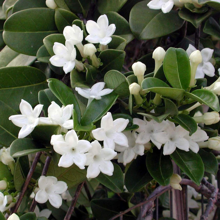 Stephanotis parfumata - Iasomia de Madagascar (Floarea Fericirii)