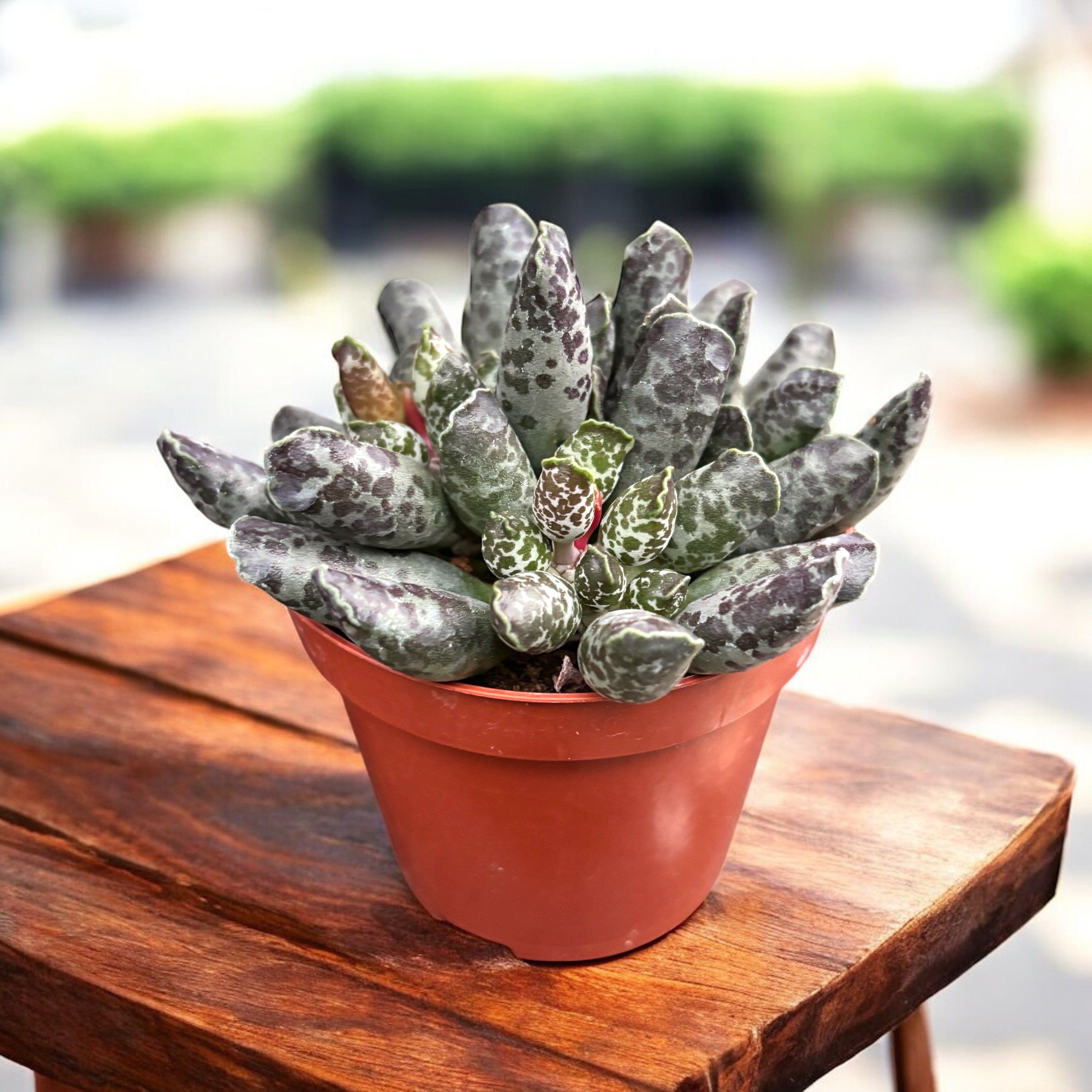 Adromischus cooperi ‘Festivus’ – suculenta compacta cu frunzis artistic