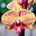Phalaenopsis Wild Peach