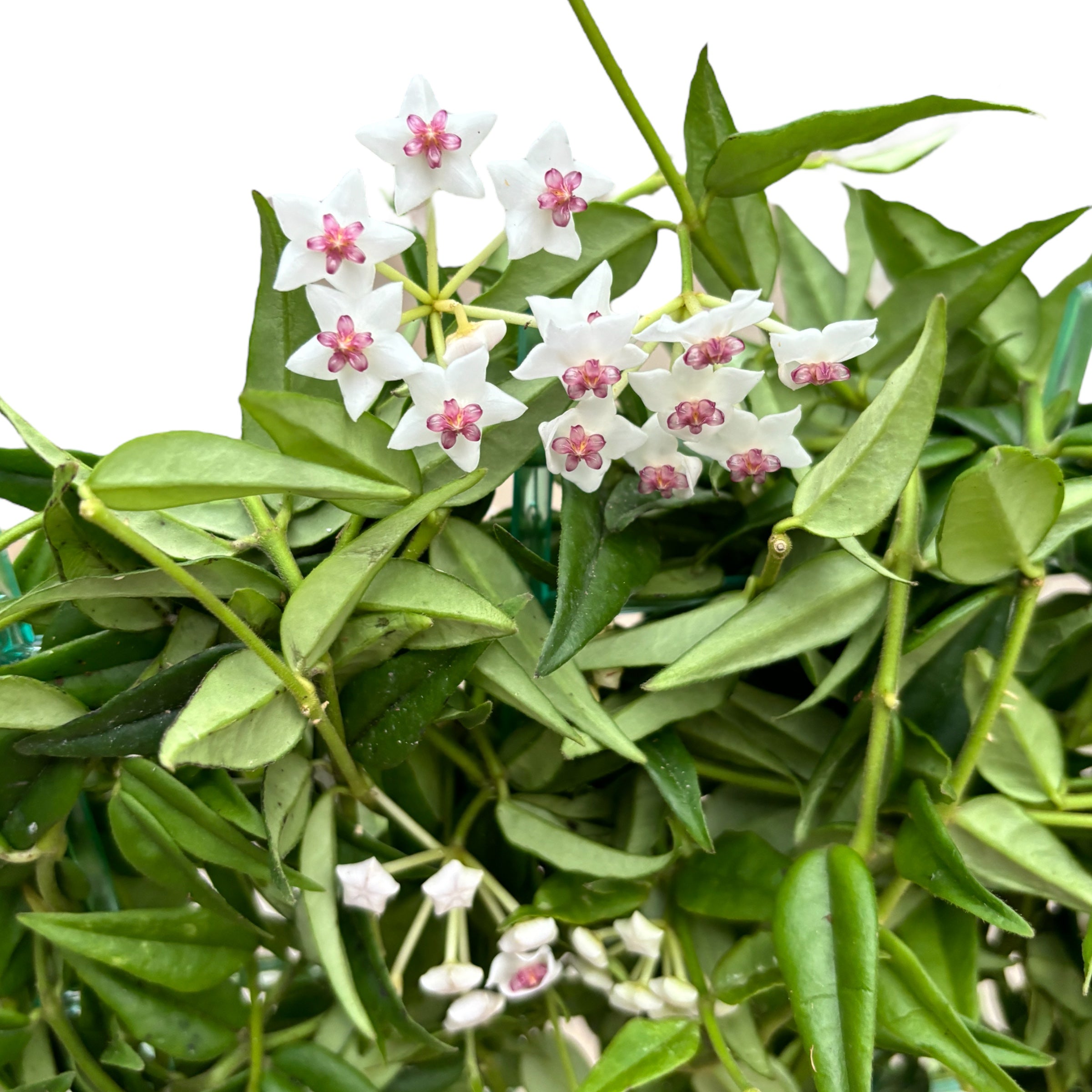 Hoya bella (Lacrima Maicii Domnului)