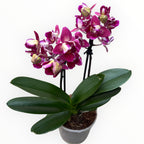 Phalaenopsis Lianher Happy Star - peloric & parfumat
