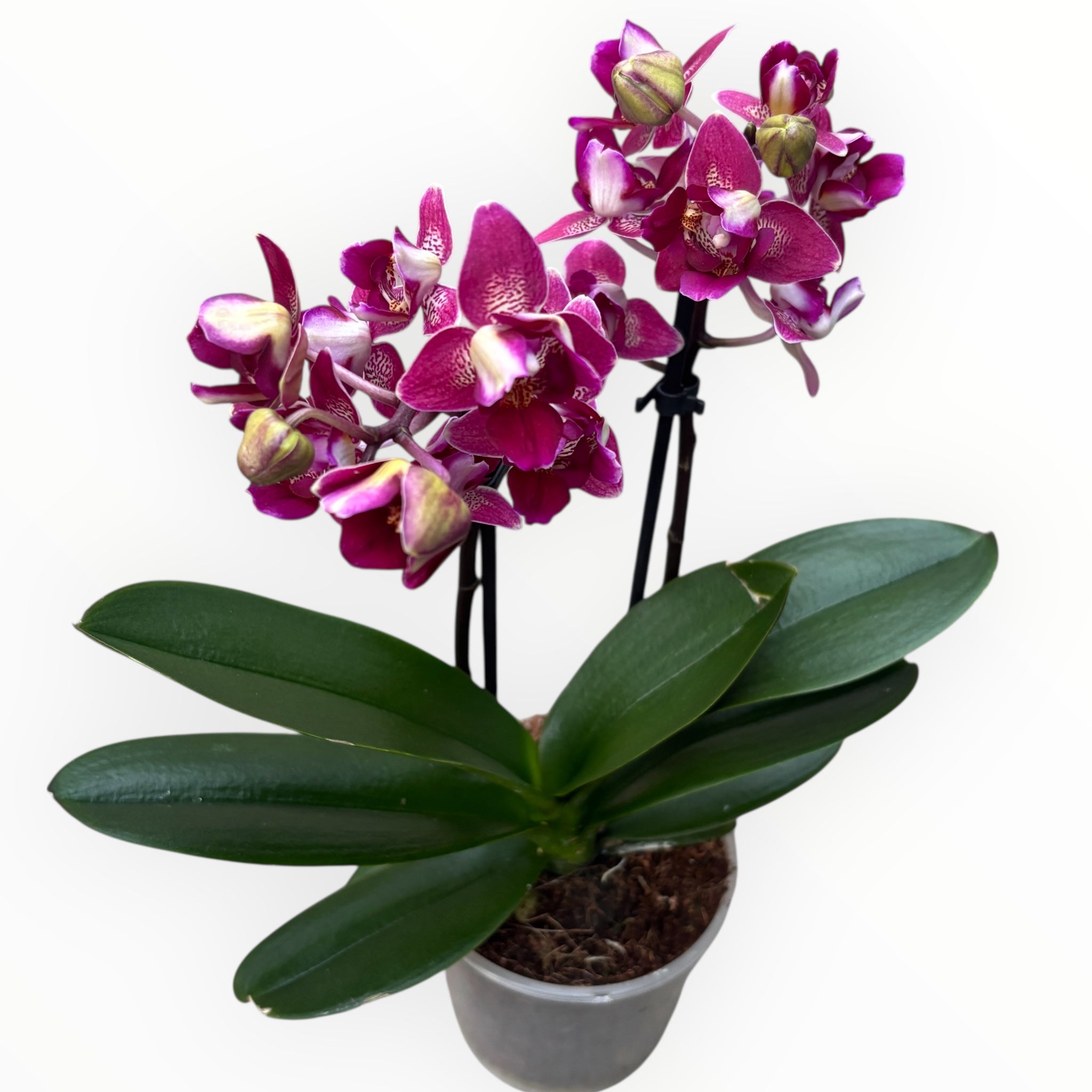 Phalaenopsis Lianher Happy Star - peloric & parfumat