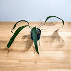 Anthurium pendens 'JA'