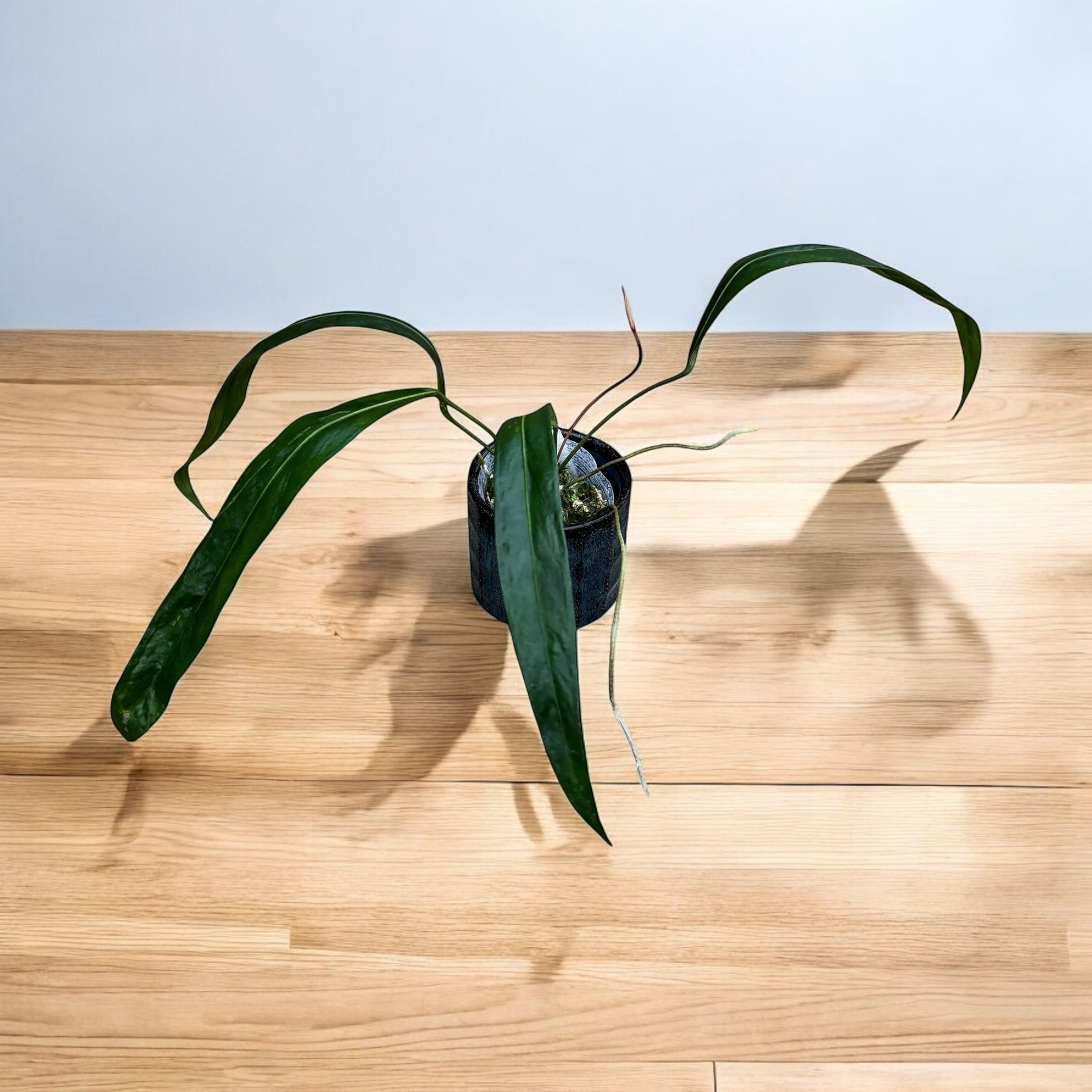 Anthurium pendens 'JA'