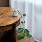 Hoya gigas - flori uriase, parfumate