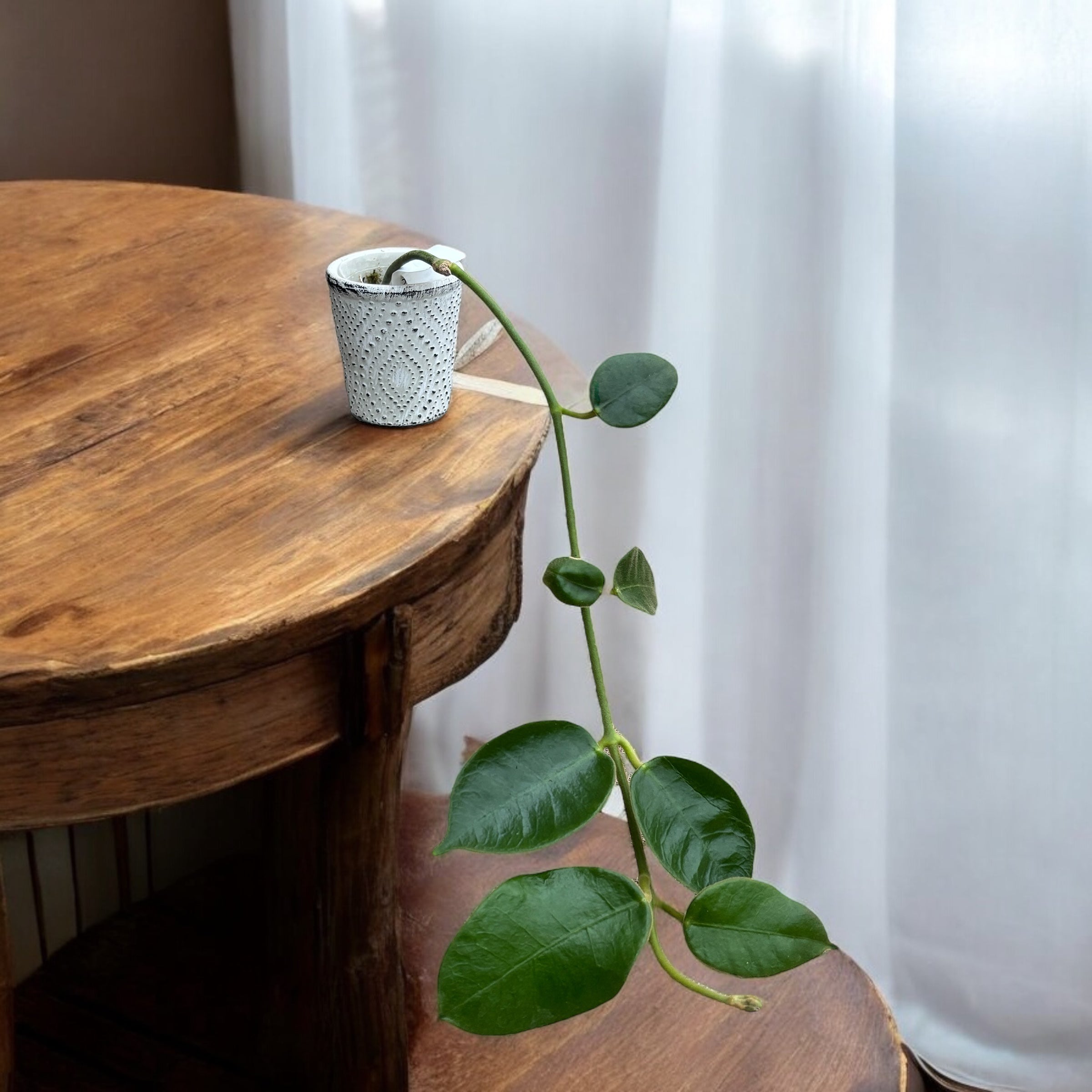 Hoya gigas - flori uriase, parfumate