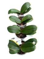 Phalaenopsis Summer Breath 'Variegata'