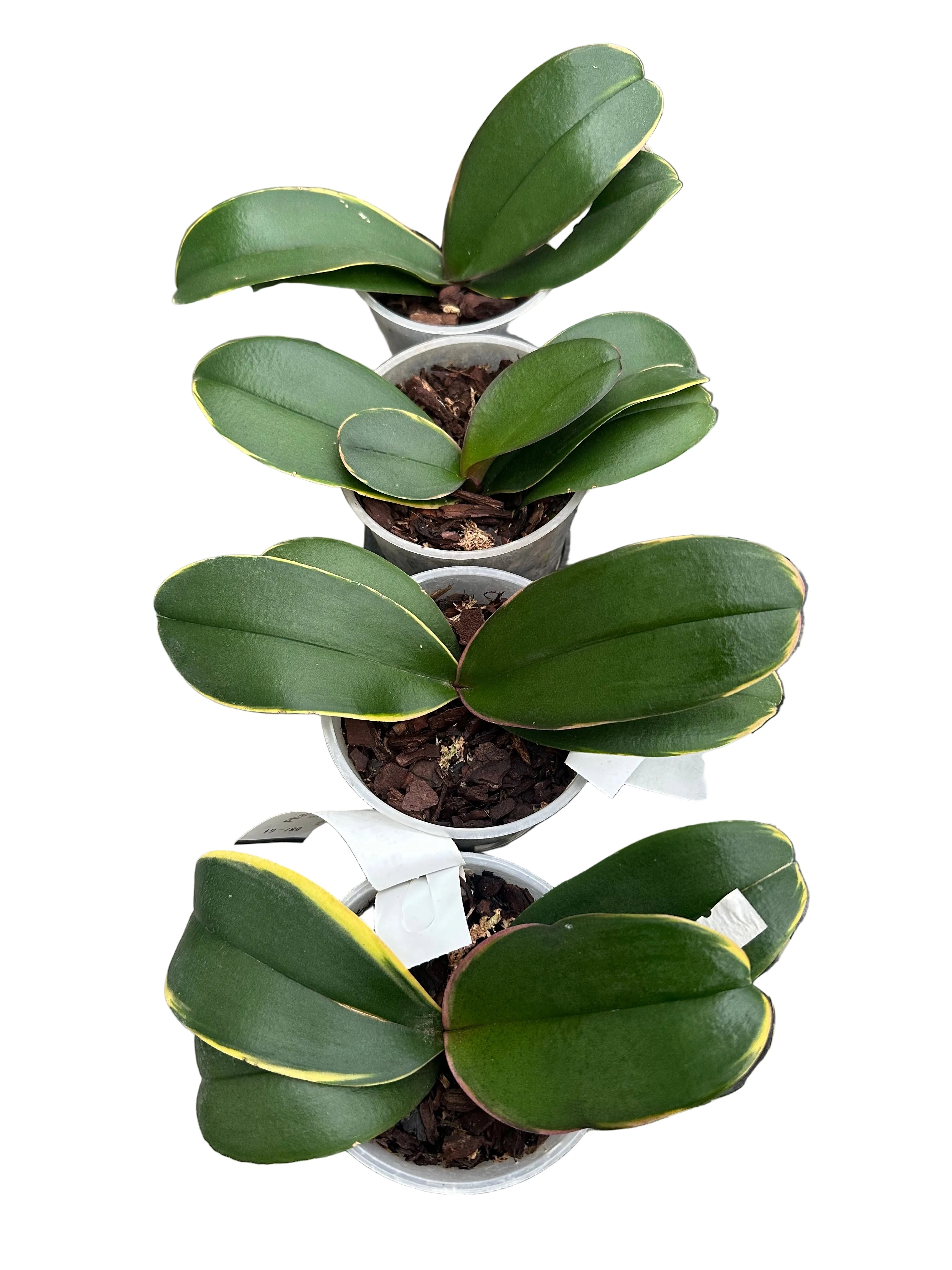 Phalaenopsis Summer Breath 'Variegata'