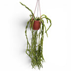 Rhipsalis paradoxa - exemplare XL