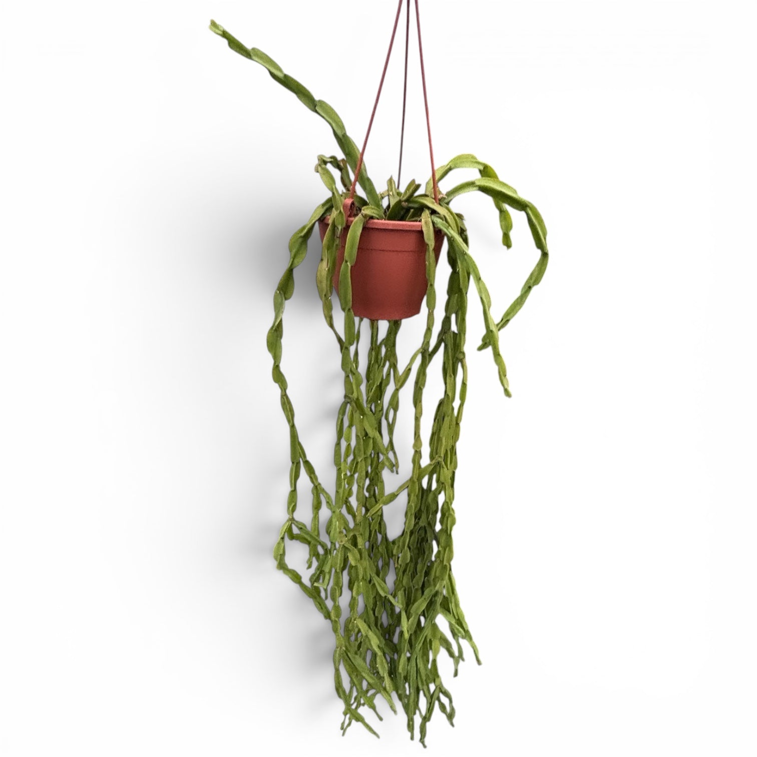 Rhipsalis paradoxa - exemplare XL
