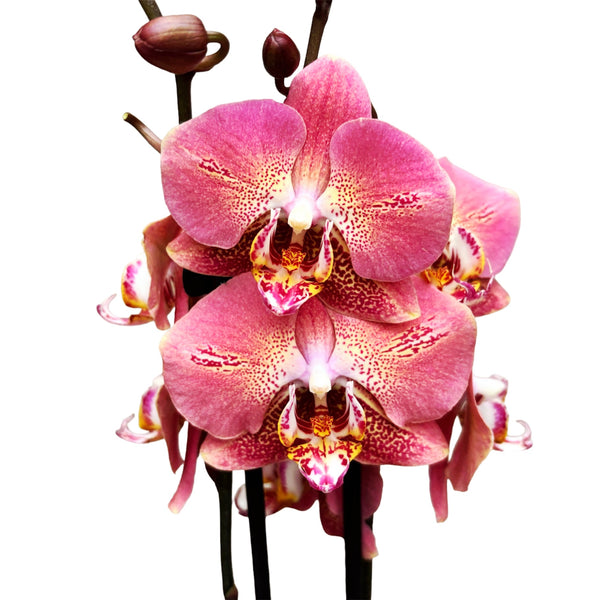 Phalaenopsis Leco Fantastic 