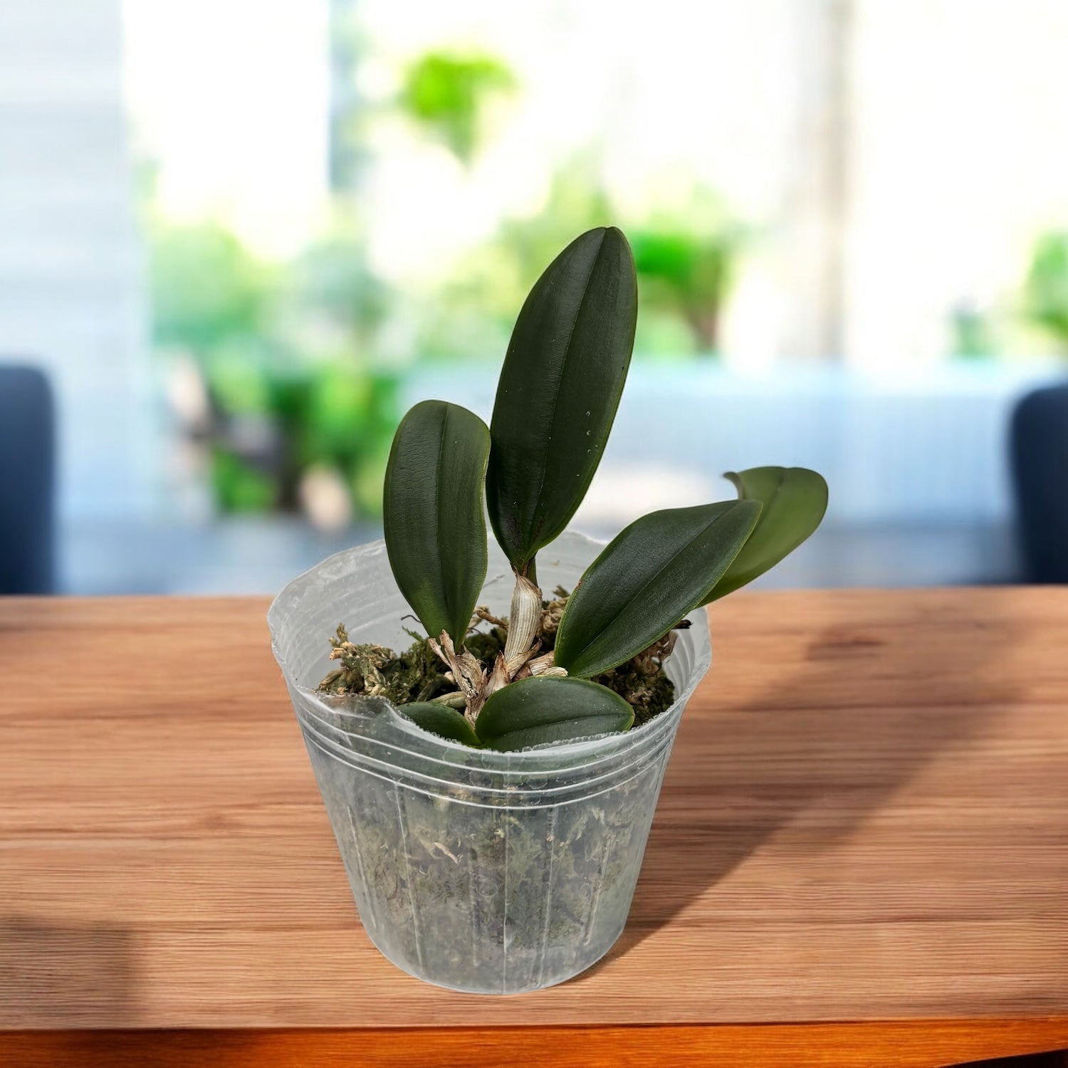Cattleya schilleriana var. semi-alba