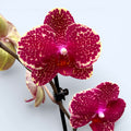 Phalaenopsis Sésame Rouge