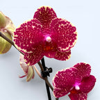 Phalaenopsis Sésame Rouge