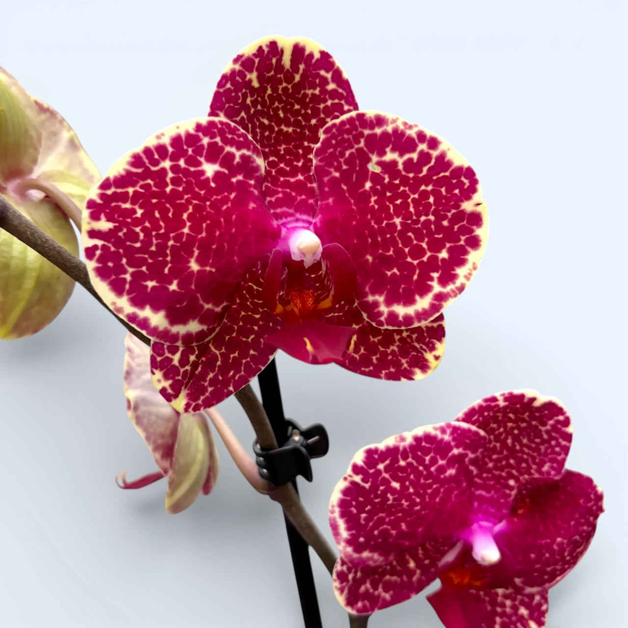 Phalaenopsis OX Red Sesame