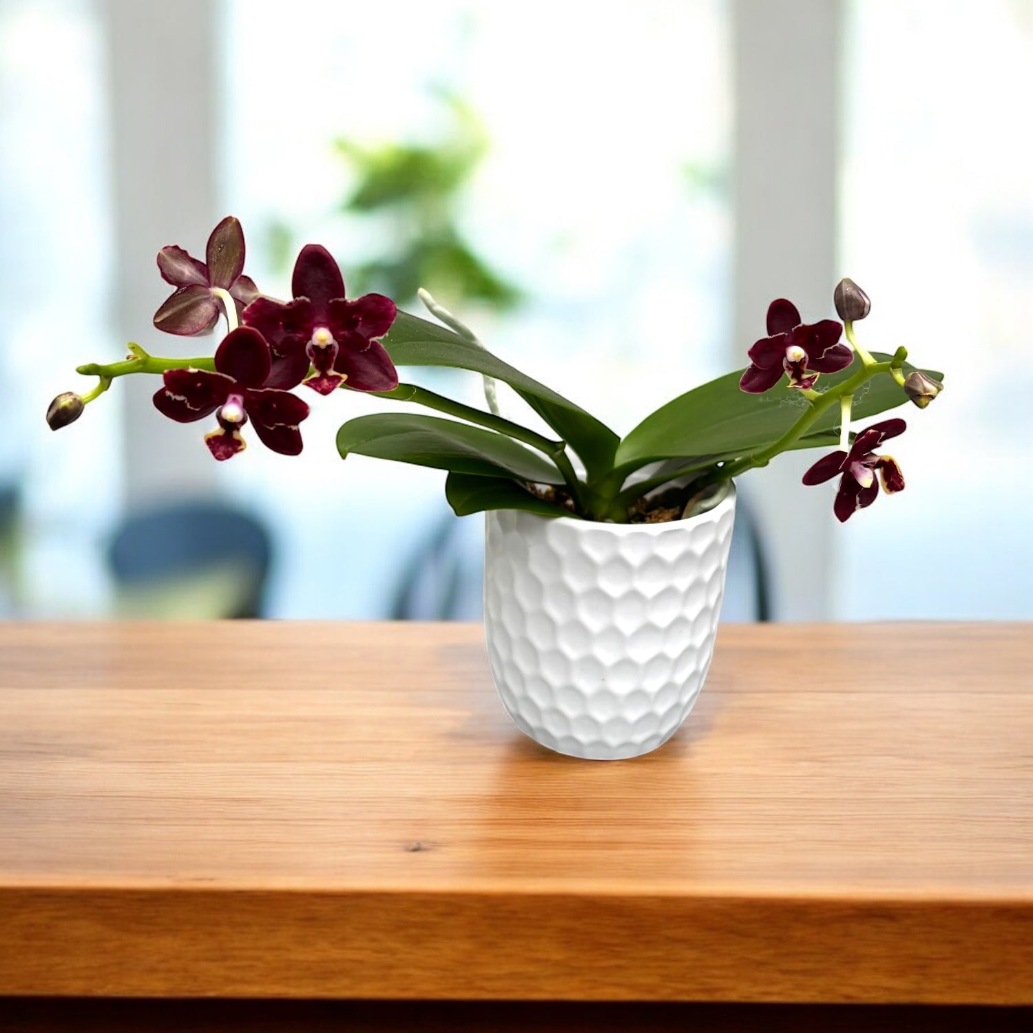 Phalaenopsis Chiada Stacy (peloric)