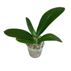 Phalaenopsis OX Madonna (pelorinen)