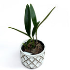 Bc. Theresa Ricci - duftende Blumen