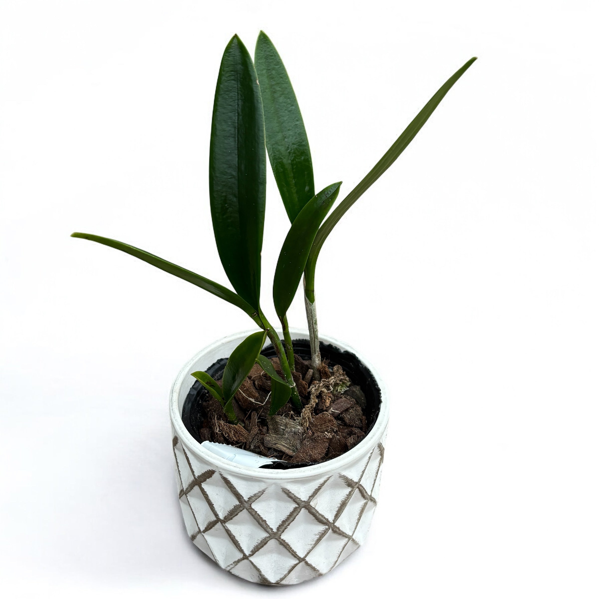 Bc. Theresa Ricci - duftende Blumen