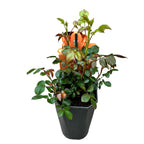 Rosa 'Circle of Life'® - trandafir de poveste, spectaculos si parfumat