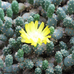 Cumulopuntia pentlandii